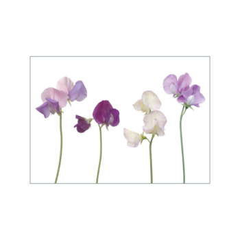 Karte A7 mit Duftwickenmotiv in Blau und Violett