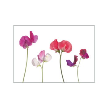 Minikarte mit Duftwickenmotiv in Rot und Pink