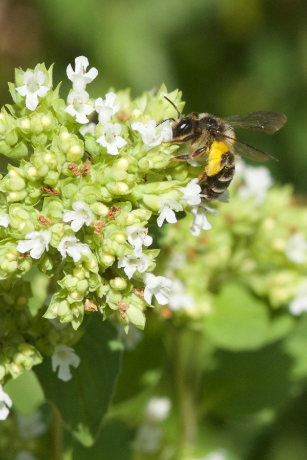 Origanum mit Wildbiene Origanum mit Wildbiene