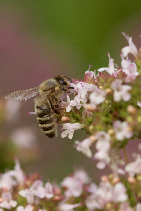 Origanum mit Honigbiene