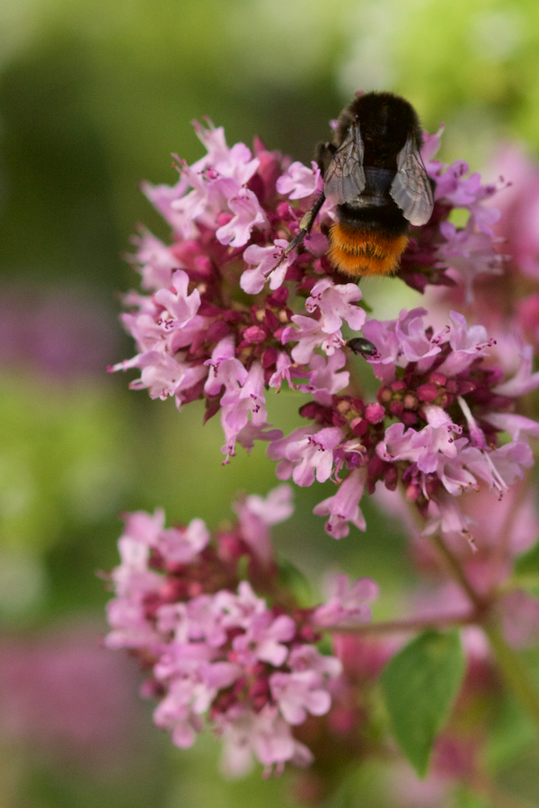 Origanum mit Hummel