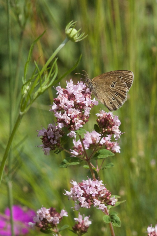 Origanum mit Ochsenauge