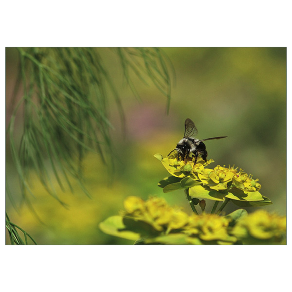 Postkarte "Euphorbia"