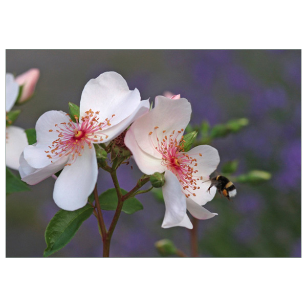 Postkarte "Rose Sweet Pretty"