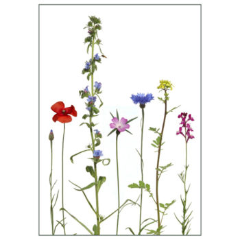 Postkarte "Einjährige Bienenfreunde"