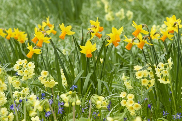 Narcissus 'Jet Fire' und Primeln imBotanischen Garten in Kiel