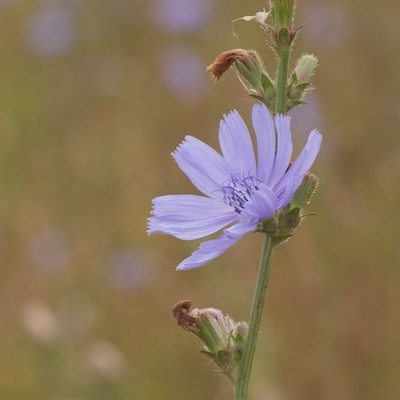 Cichorium intybus