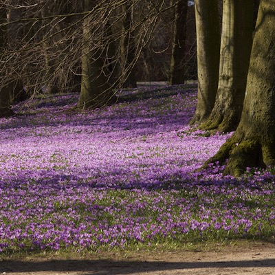 Crocus neglectus Husum
