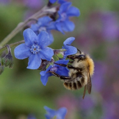 Cynoglossum amabile