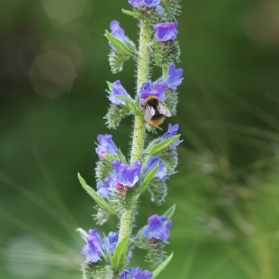 Echium vulgare