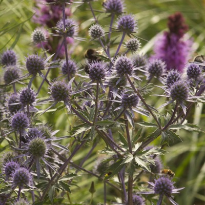 Eryngium planum
