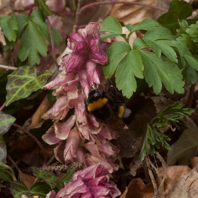 Lathraea squamaria