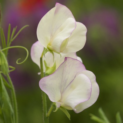 Lathyrus odoratus 'Hi Scent'