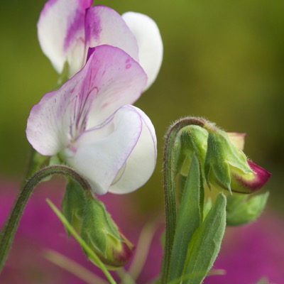 Lathyrus odoratus 'Theresa Maureen'