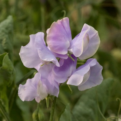 Lathyrus odoratus