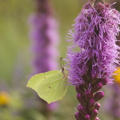 Liatris mit Zitronenfalter