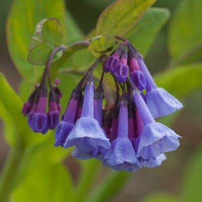 Mertensia virginica
