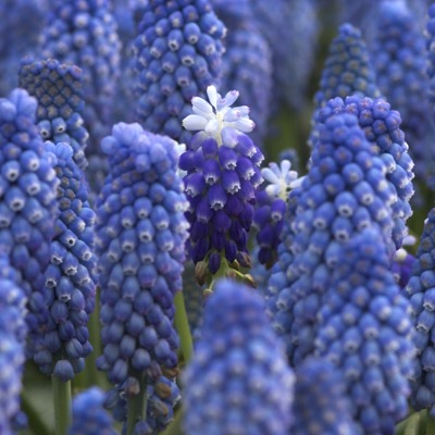 Muscari