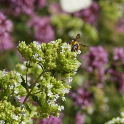 Origanum und Biene