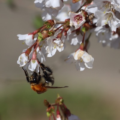 Fuji-Kirsche mit Hummel