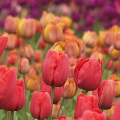 Tulipa 'Panorama' Breeder