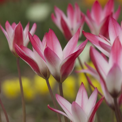 Tulipa clusiana cashmeriana