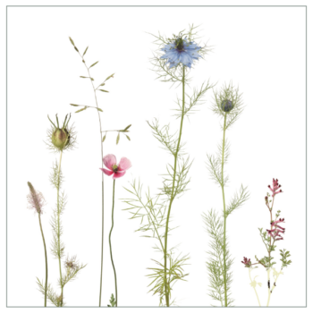 Fliesenaufkleber mit filigranem Wiesenmotiv in rosa und blau auf weißem Hintergrund