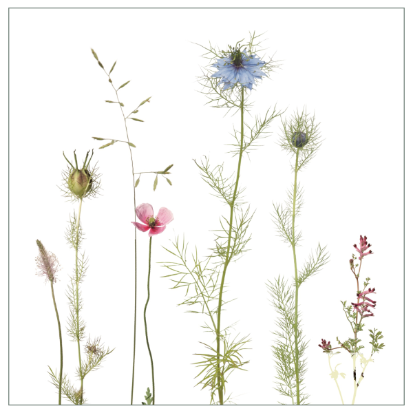 Fliesenaufkleber mit filigranem Wiesenmotiv in rosa und blau auf weißem Hintergrund