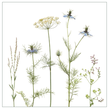 Fliesenaufkleber mit filigranem Wiesenmotiv in rosa und blau auf weißem Hintergrund