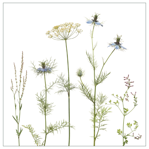 Fliesenaufkleber mit filigranem Wiesenmotiv in rosa und blau auf weißem Hintergrund