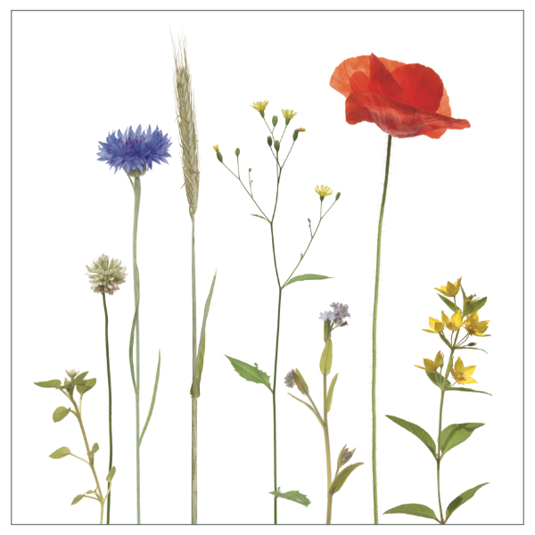 Fliesenaufkleber "Wilder Sommer" mit rorem Klatschmohn und blauen Kornblumen