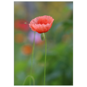 Zarter Klatschmohn in hellrot