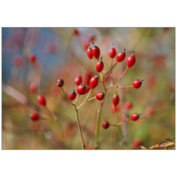 Rote Hagebutten vor blauem Himmel