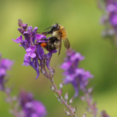 Hummel an lila Leinkraut