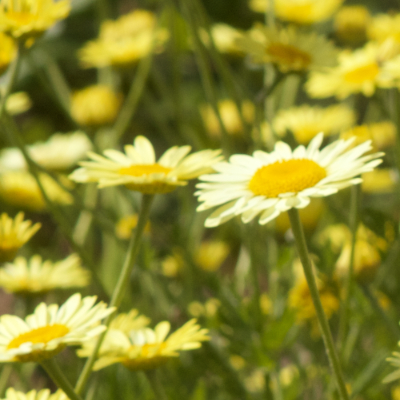 Anthemis tinctoria - Färberkamille