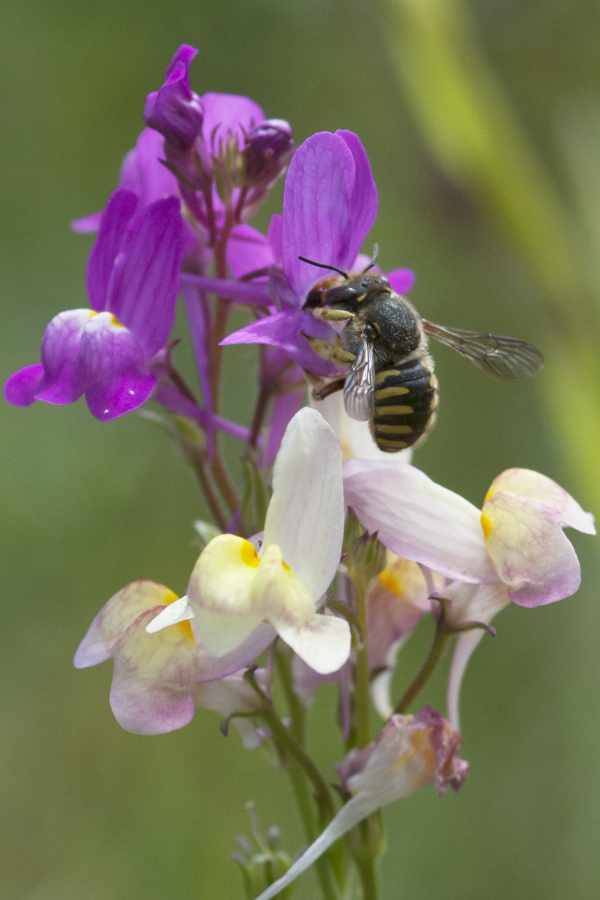 Anthidium manicatum an Linaria maroccana