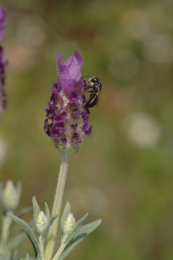 Wildbiene an Schopflavendel