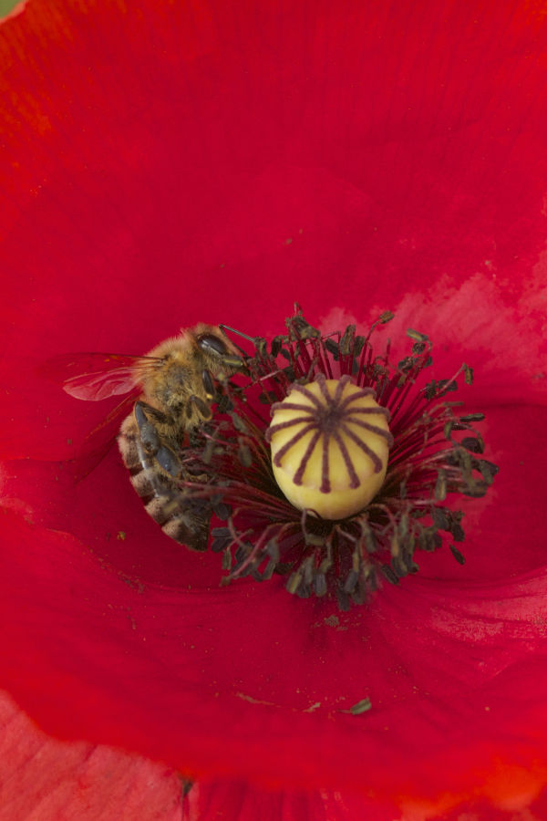 Biene im Klatschmohn