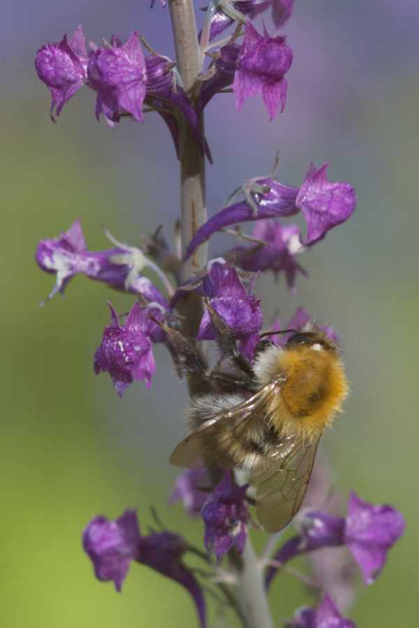 Bombus pascuorum an Linaria purpurea 22-2