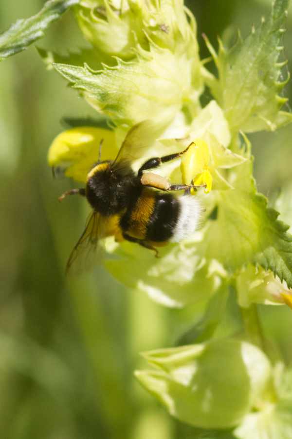 Rhinanthus serotinus