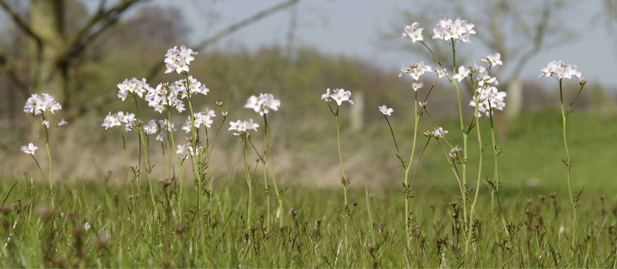 Wiesenschaumkraut in Blüte