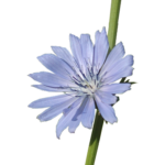 Cichorium Blüte 