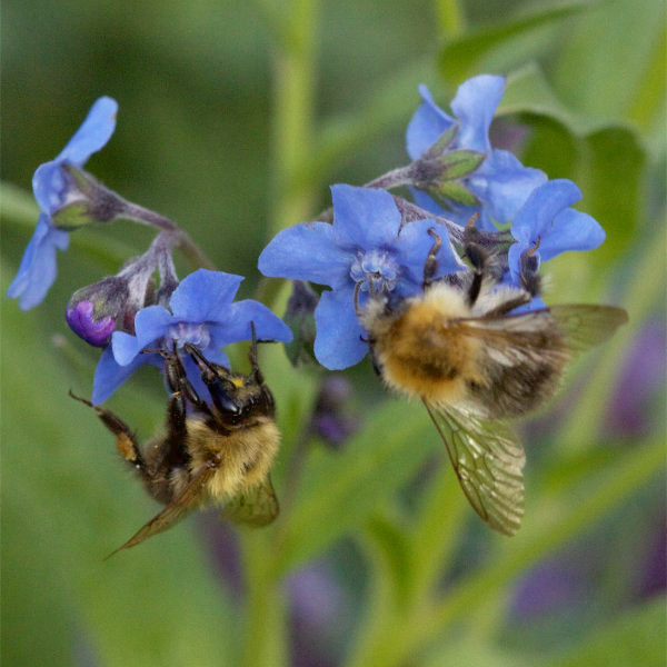 Cynoglossum amabile mit Hummeln