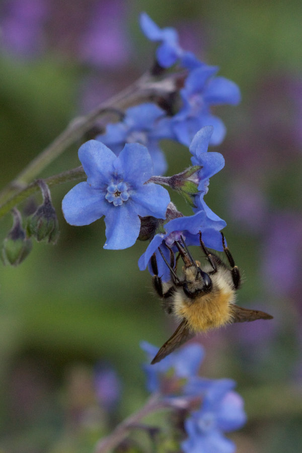 Hummel an Cynoglossum amabile