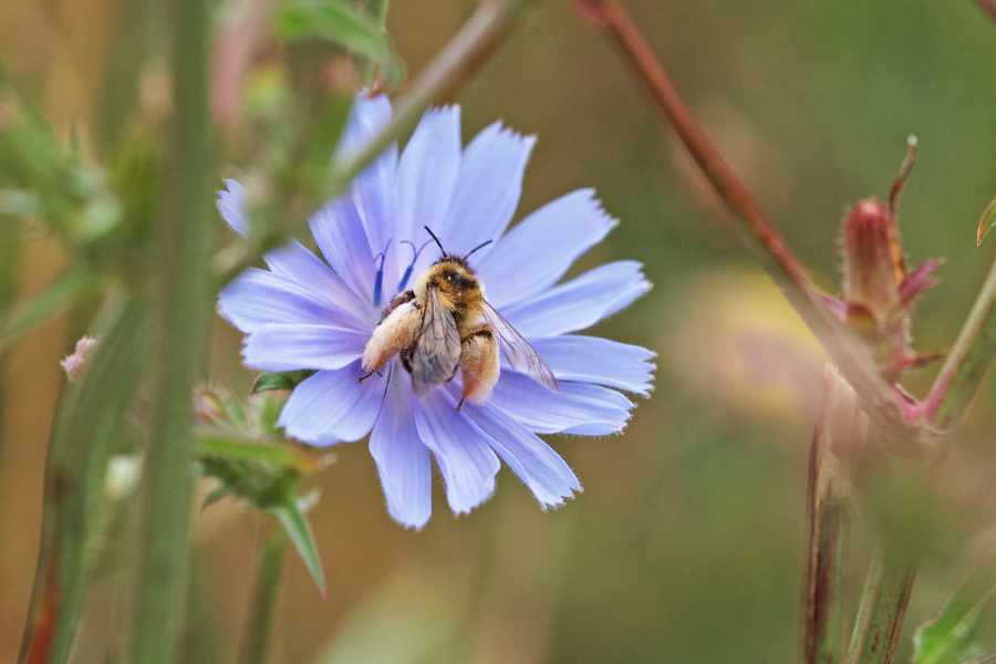 Dasypoda hirtipes an Cichorium intybus 19-1