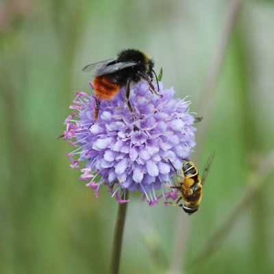 Hummel und Schwebfliege auf Succisa pratensis