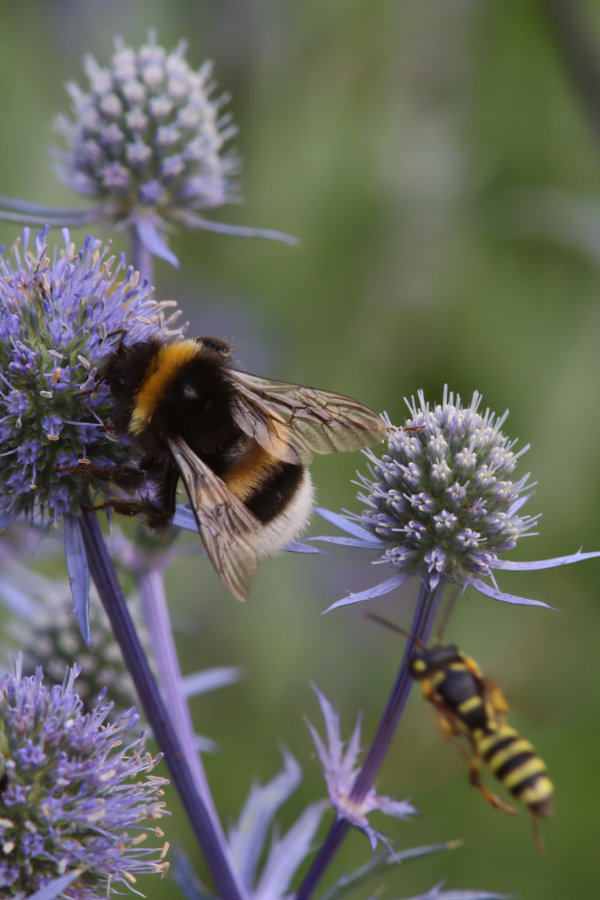 Hummel an Mannstreu