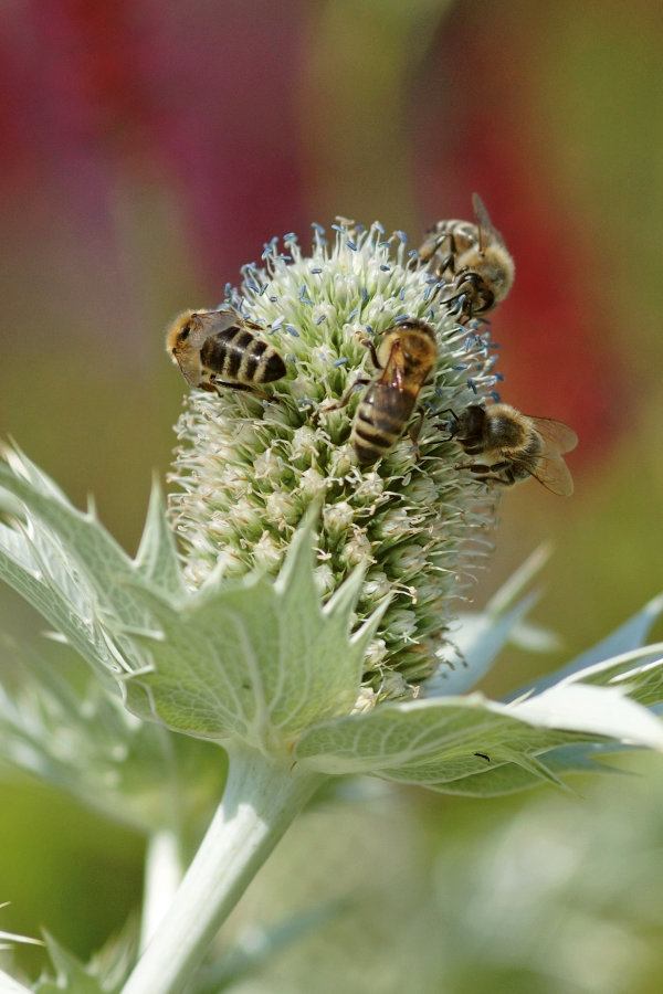 Eryngium giganteum mit Honigbienen