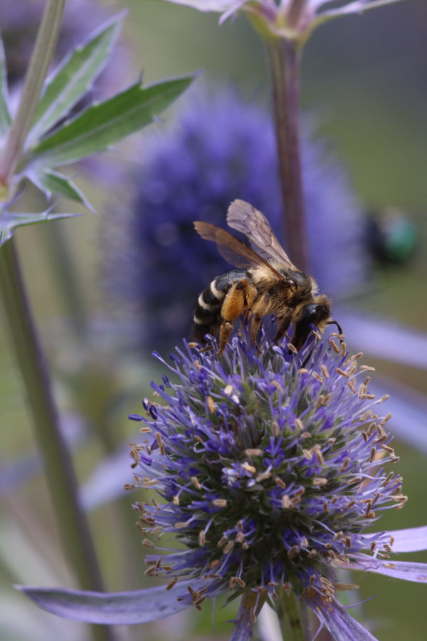 Eryngium planum Biene