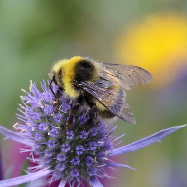 Hummel auf Eryngium planum